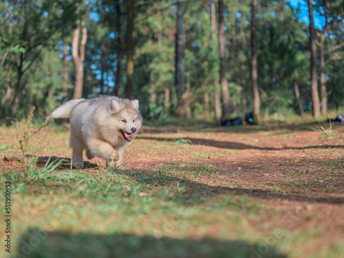 Happy Running Husky