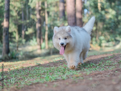 Happy Running Husky