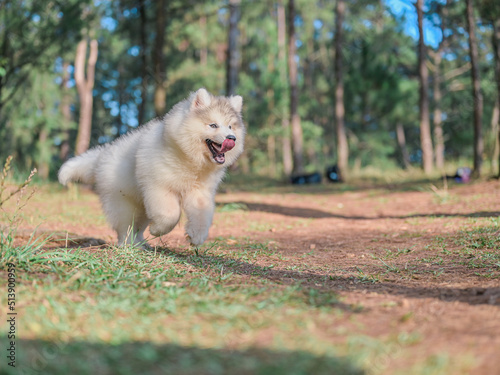 Happy Running Husky