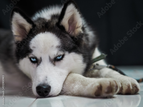 Black and White Husky studio portrait