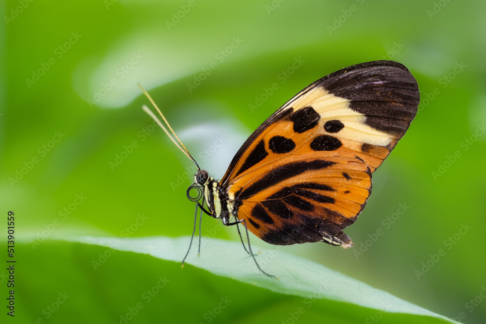Obraz premium Papillon Heliconius