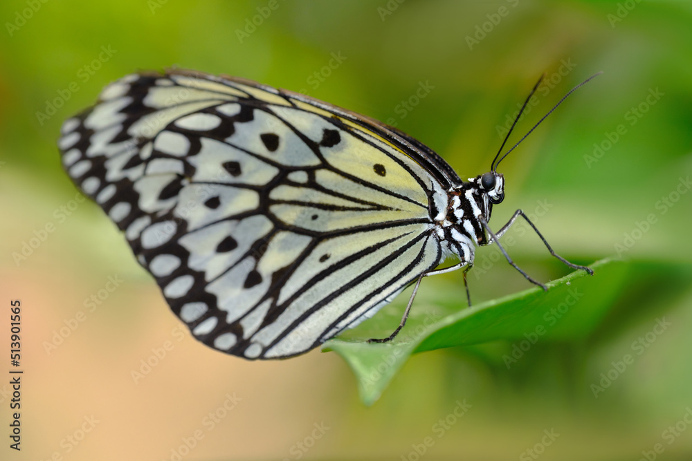 Papillon blanc et noir Le Grand Planeur - Idea leuconoe Papillon blanc et noir Le Grand Planeur - Idea leuconoe