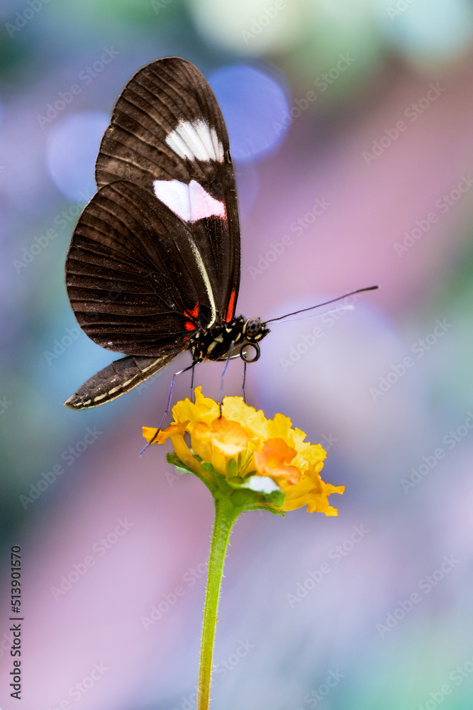 Fototapeta premium Papillon Heliconius erato