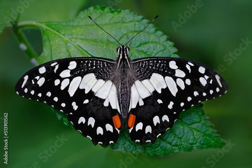 Papillon Papilio demoleus