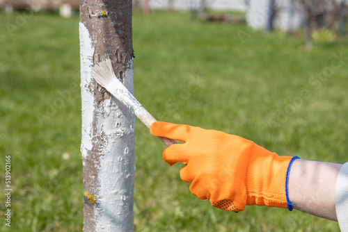A girl in orange gloves paints a tree with a brush. Decoration in the garden.