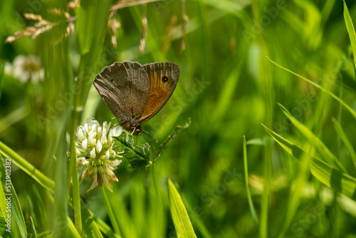 Meadow Brown Butterfly on clover in a green field. Close up. 