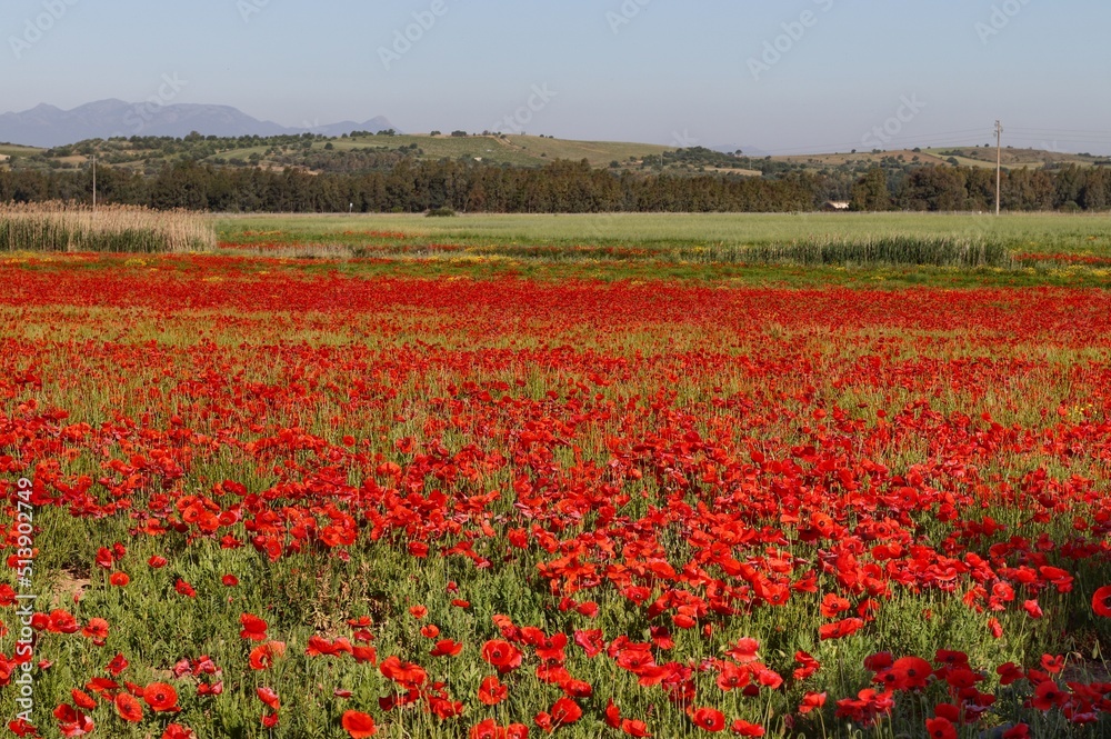 Obraz premium View of poppies in field