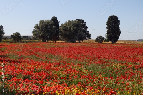View of poppies in field