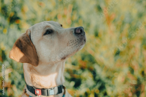 dog labrador retriever fawn color in nature, kind dog, bright big dog, labrador junior on the grass