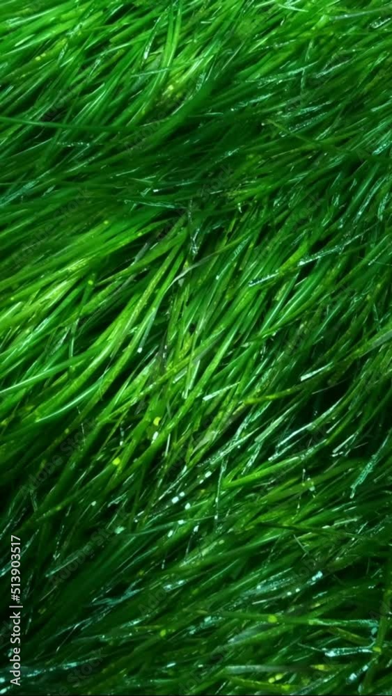 VERTICAL VIDEO: Close-up of dense thickets of green marine grass Posidonia in sunlight. Camera moving forwards above green seagrass Mediterranean Tapeweed or Neptune Grass (Posidonia) Slow motion VERTICAL VIDEO: Close-up of dense thickets of green marine grass Posidonia in sunlight. Camera moving forwards above green seagrass Mediterranean Tapeweed or Neptune Grass (Posidonia) Slow motion
