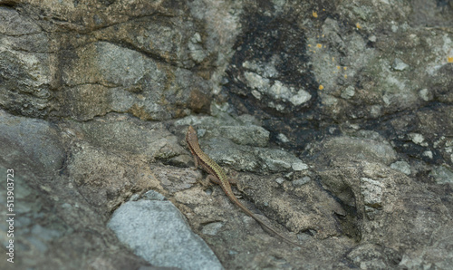 lizard on sunny rock outside.