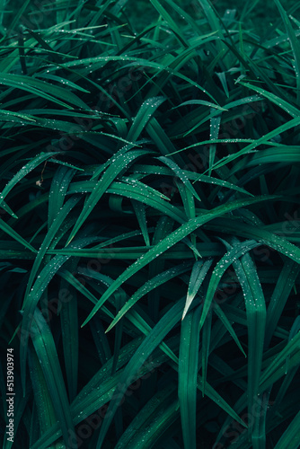 Beautiful abstract nature background with selective focus. Phone desktop background. Fresh green grass cover. Organic lifestyle.