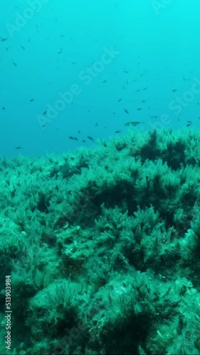 VERTICAL VIDEO: School of juvenile Mediterranean chromis fish (Chromis chromis) swim over rocky seabed covered with Brown Seaweed (Cystoseira). Camera moves forwards. Slow motion photo
