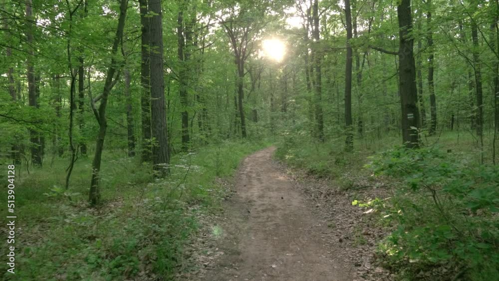 walk in the forest on a path towards the setting sun slow motion walk in the forest on a path towards the setting sun slow motion