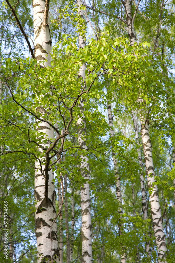 Fototapeta premium Lush first May greenery on a birch on a sunny day