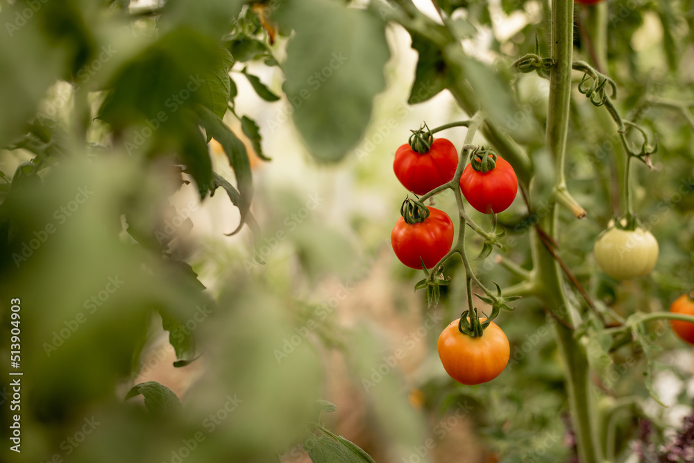 red tomatoes on a branch growing in a greenhouse. Large round fruits, vegetable garden, organic food, vegan and proper nutrition concept