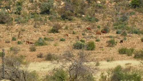 cows grazing on the hillside