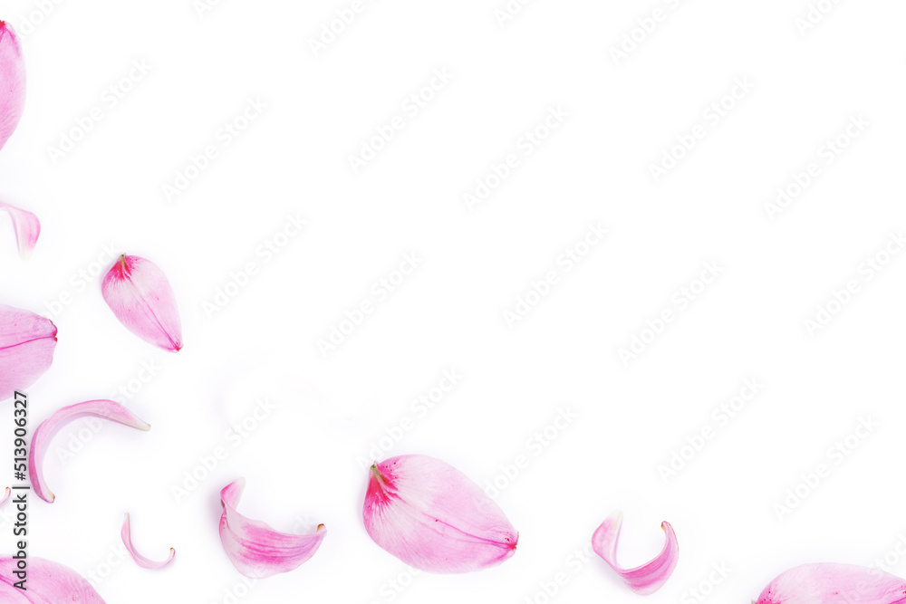 Lily flower petals on a white background. Natural background.