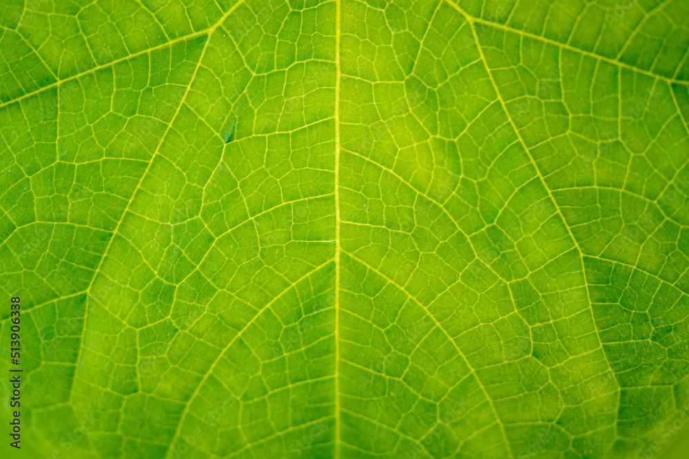Blurred. Natural background from green leaf. Blurred. Natural background from green leaf.