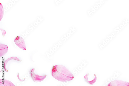 Lily flower petals on a white background. Natural background.