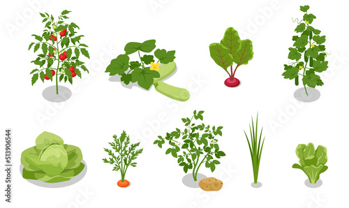 Isometric, vegetable garden. Cabbage, salad, zucchini, carrot, onion, beet, cucumber, potato and tomato isolated on write