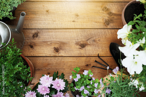 Fototapeta Naklejka Na Ścianę i Meble -  Top view on gardening, landscaping tools and equipment, different flowers and various herbs in pots on brown wood background flat lay. Empty blank copy space for text. Gardener work in garden concept