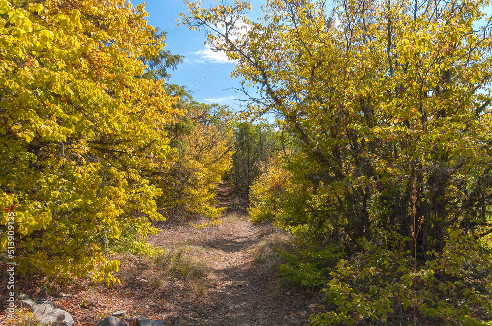 Autumn in the Crimea. Path in the forest on a mountainside.