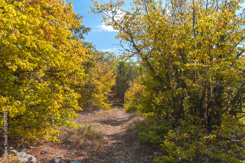 Autumn in the Crimea. Path in the forest on a mountainside.