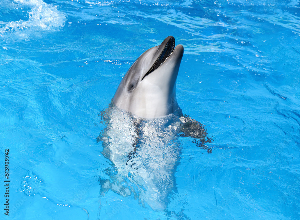Naklejka premium Dolphin swimming in pool at marine mammal park