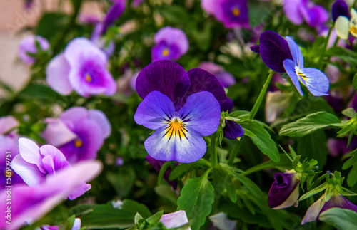 A plant with ornamental flowers called Pansy Miniature, often planted in flower beds in the city of Białystok in Podlasie in Poland.