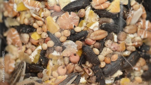 Super closeup macro video of pscoids booklice in a jar of seeds photo