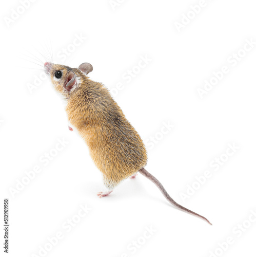 Small cute spiny mouse on white background