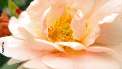 Rose flower is pale pink. Clouse up © Tasha