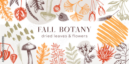 Autumn banner with fallen leaves and dried flowers. Thanksgiving background. Collage style fall background. Sketched dried herbs, falling leaves, mushrooms, seeds illustration.