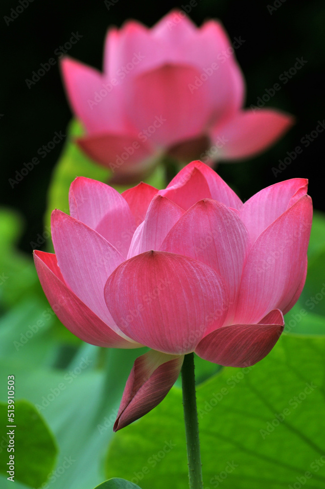 Obraz premium Blossoming lotus flowers