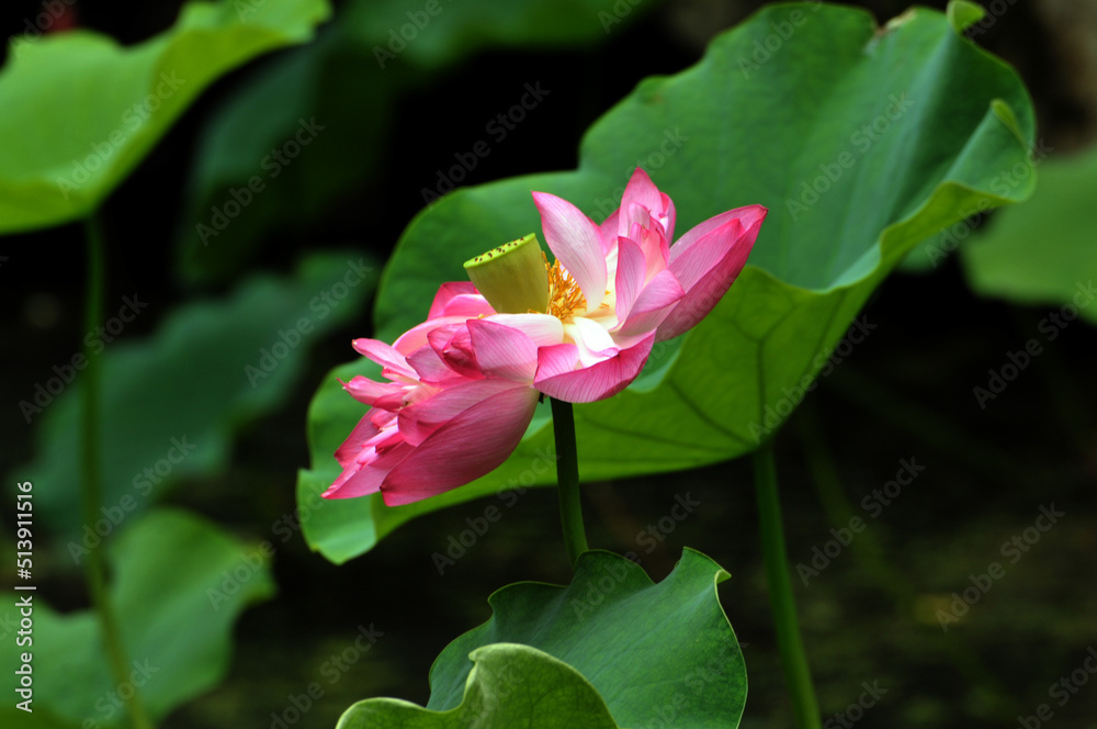 Blossoming lotus flowers