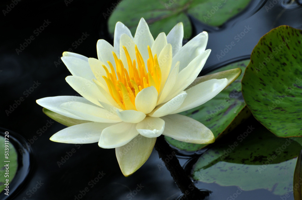 Blossoming waterlily flowers