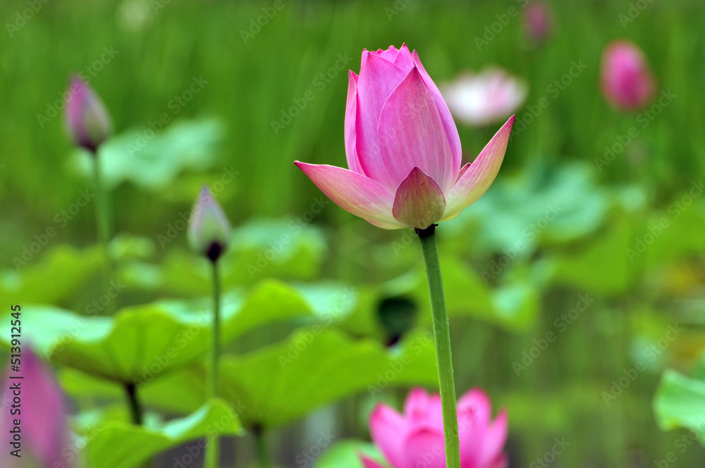 Blossoming lotus flowers	