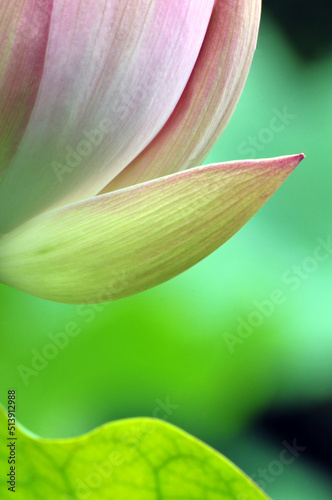 Blossoming lotus flowers 