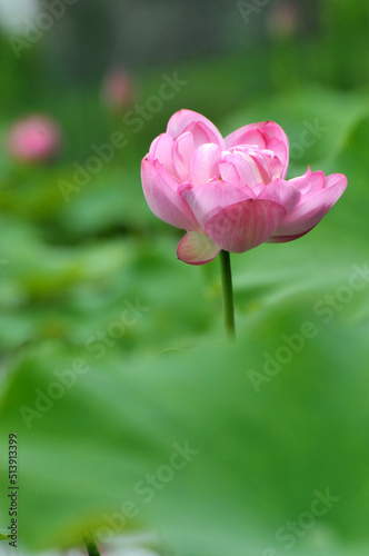 Blossoming lotus flowers	