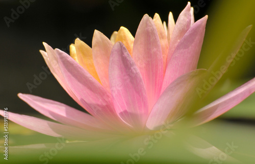 Blossoming waterlily flowers 