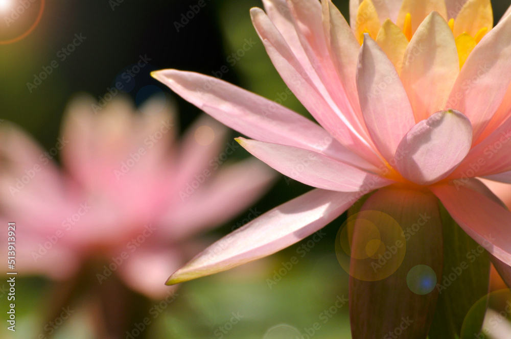 Fototapeta premium Blossoming waterlily flowers 