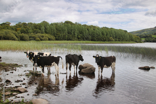 Cows of Connemara 