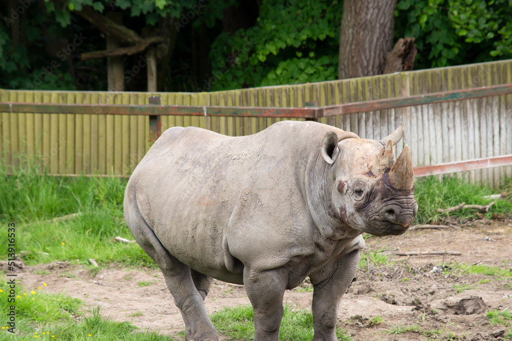 Fototapeta premium funny rhino stands, wild life background