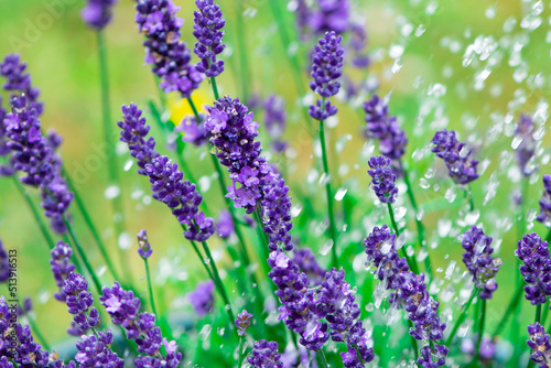 Fototapeta Naklejka Na Ścianę i Meble -  lilac lavender blooms on a green background under raindrops