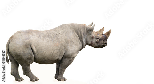 funny rhino stands, wild life background