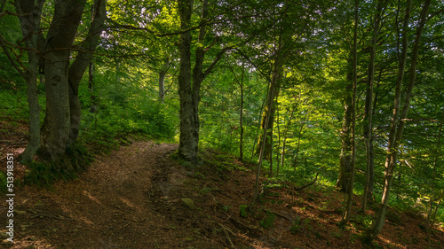 path through beech forest. beautiful outdoor nature scene. green landscape concept. travel background in dappled light on a sunny day © Pellinni