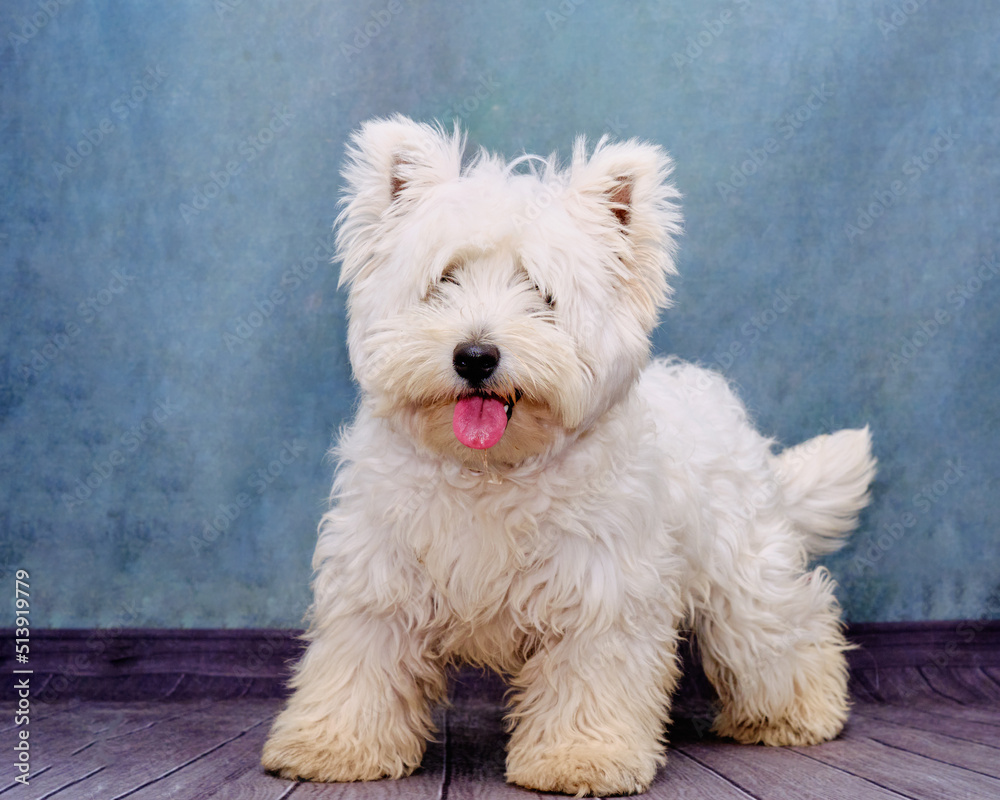 Uncut, overgrown with hair, West Highland Terrier dog close-up