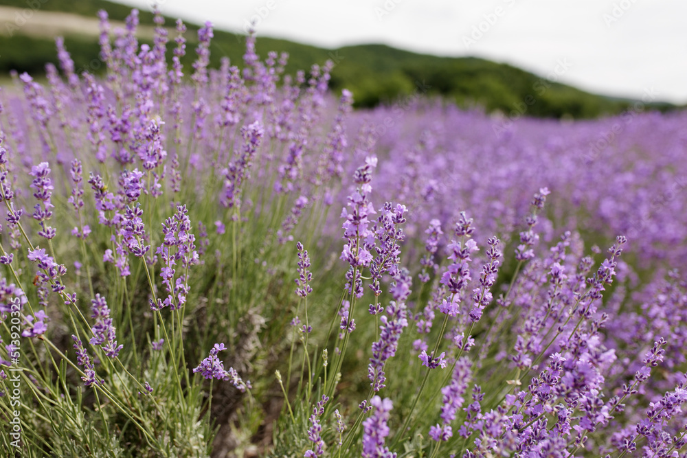 Lavender Field in the summer. Aromatherapy. Nature Cosmetics