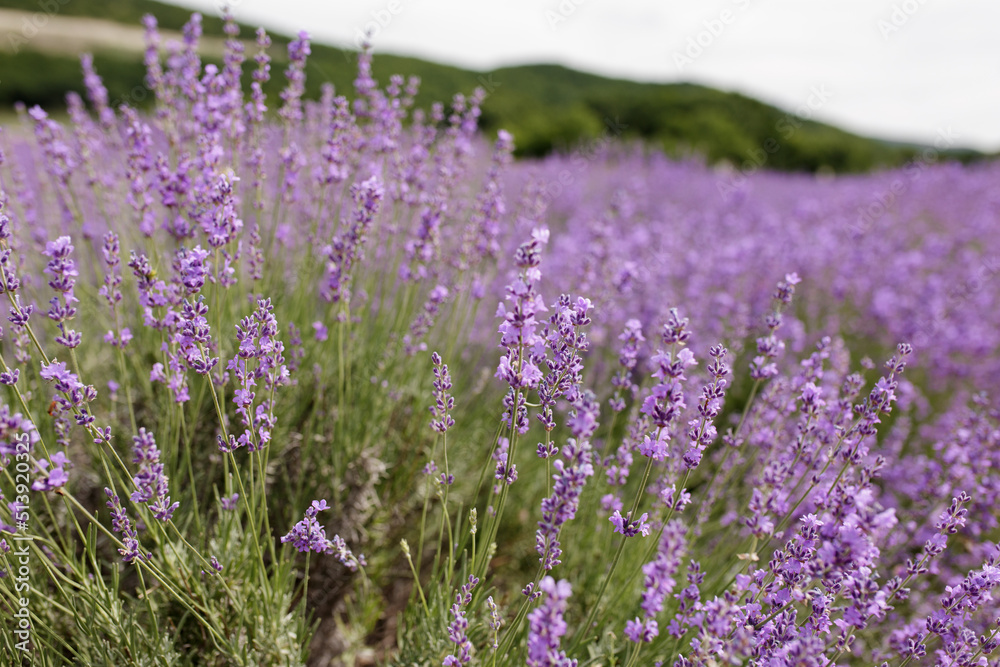 Fototapeta premium Lavender Field in the summer. Aromatherapy. Nature Cosmetics